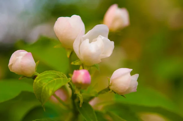 開花した木の背景に白い花を持つリンゴの木の枝 テキストのコピースペース — ストック写真