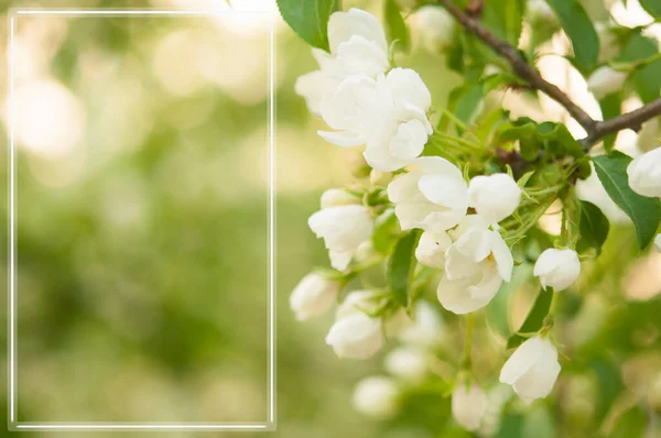 Jabloně Bílými Květy Pozadí Kvetoucích Stromů Kopírovat Prostor Pro Text — Stock fotografie