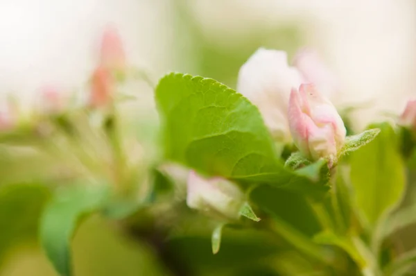 Tak Van Appelboom Met Witte Bloemen Een Achtergrond Van Bloeiende — Stockfoto