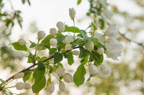 Gren Äppelträd Med Vita Blommor Bakgrund Blommande Träd Kopiera Utrymme — Stockfoto