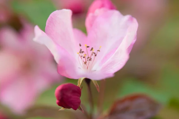 開花した木を背景にピンクの花を持つリンゴの木の枝 — ストック写真