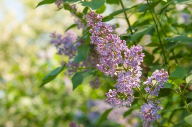 Güzel leylak çiçekleri. Bahar çiçeği. Çiçek açan leylak çalısı.