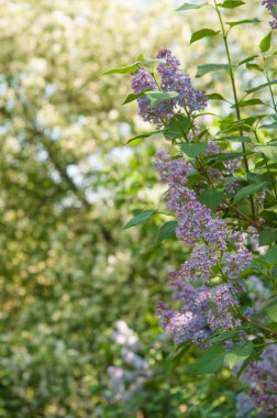Güzel leylak çiçekleri. Bahar çiçeği. Çiçek açan leylak çalısı.