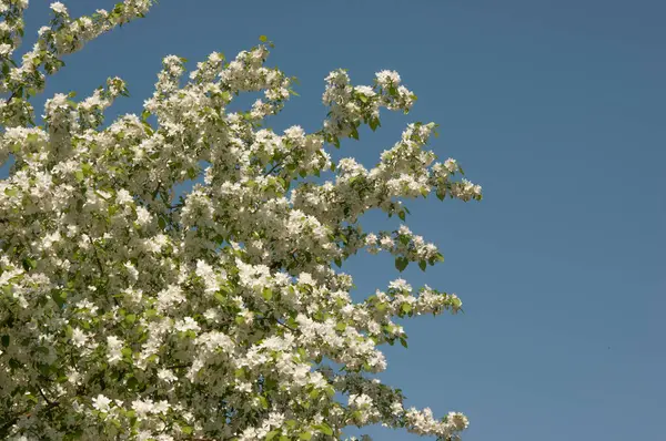 Rama Manzano Con Flores Blancas Sobre Fondo Árboles Con Flores —  Fotos de Stock