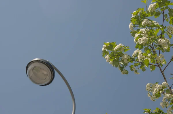 Gałąź Białego Kwitnącego Popiołu Górskiego Słoneczny Wiosenny Dzień Odkryty Zbliżenie — Zdjęcie stockowe