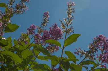 Güzel leylak çiçekleri. Bahar çiçeği. Çiçek açan leylak çalısı.