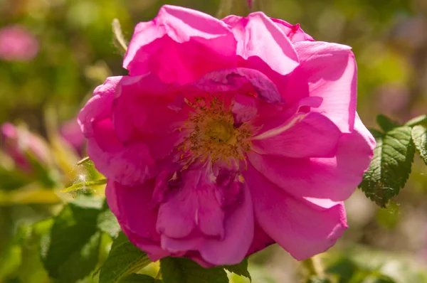 Flores Rosa Mosqueta Bush Momento Floración — Foto de Stock