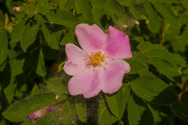 Fiori Rosa Canina Sul Bush Momento Della Fioritura — Foto Stock