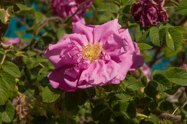 開花時のブッシュでのバラの花 — ストック写真