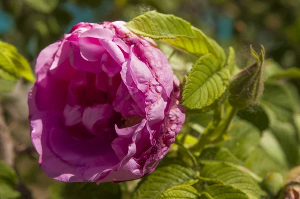 開花時のブッシュでのバラの花 — ストック写真