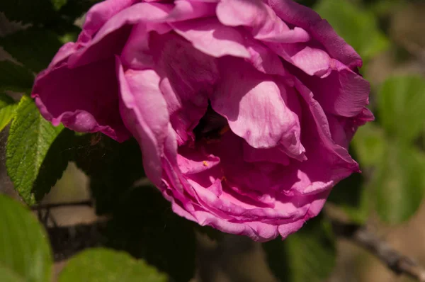 開花時のブッシュでのバラの花 — ストック写真