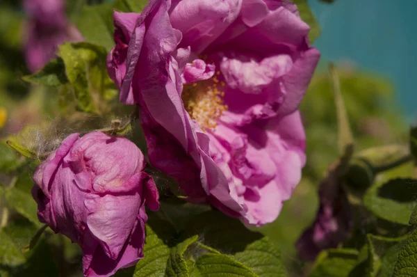 Rozenbottel Bloemen Bush Het Moment Van Bloei — Stockfoto