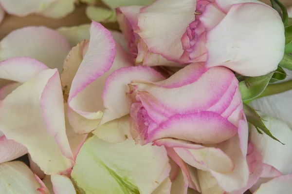 白色木制背景的玫瑰花瓣 — 图库照片