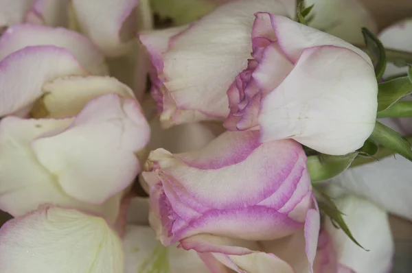 Лепестки Роз Белом Фоне — стоковое фото