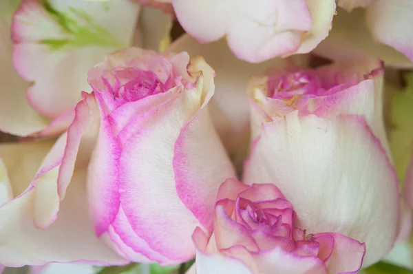 Pétalos Rosa Sobre Fondo Madera Blanca —  Fotos de Stock