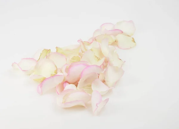 Pétales Une Rose Sur Fond Blanc Carte Cadeau Festive Avec — Photo
