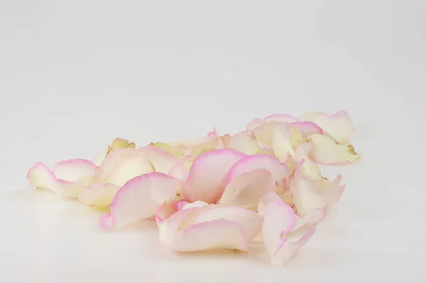 Лепестки Розовой Розы Белом Фоне Праздничная Подарочная Карта Копировальным Пространством — стоковое фото