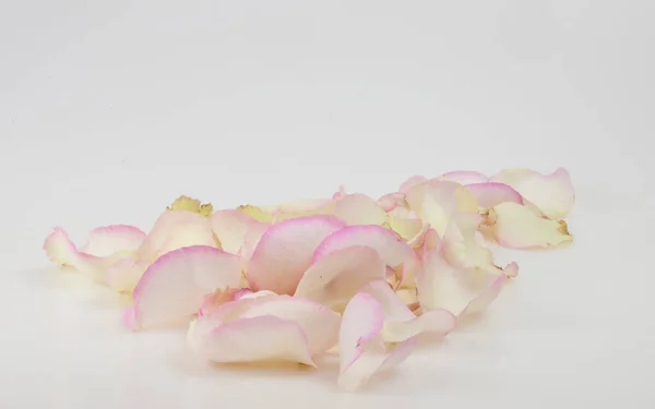 Rózsaszín Rózsaszirmok Fehér Háttérrel Ünnepi Ajándék Kártya Másolási Hellyel Elrendezéssel — Stock Fotó