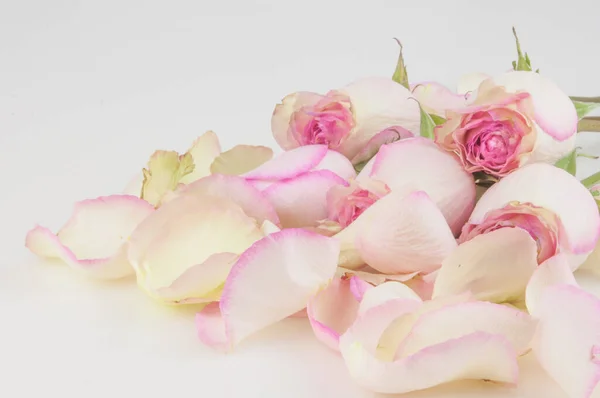 Roze Rozen Met Paalblaadjes Witte Achtergrond Feestelijke Cadeaubon Met Kopieerruimte — Stockfoto