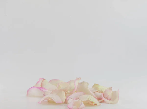 Πέταλα Ενός Ροζ Τριαντάφυλλου Λευκό Φόντο Εορταστική Δωροκάρτα Χώρο Αντιγραφής — Φωτογραφία Αρχείου