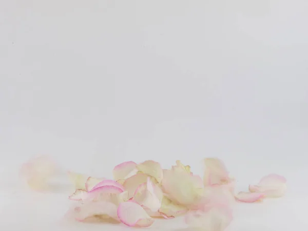 Pétales Une Rose Sur Fond Blanc Carte Cadeau Festive Avec — Photo