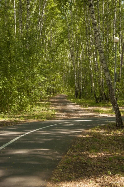 Yaz Ormanında Bisiklet Koşu Yolu Kaldırımda Beyaz Yol Işaretleri — Stok fotoğraf