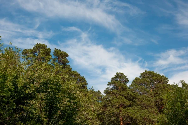 Fák Tetejével Kilátás Földszintről Gyönyörű Természet Kék Napsütéssel — Stock Fotó