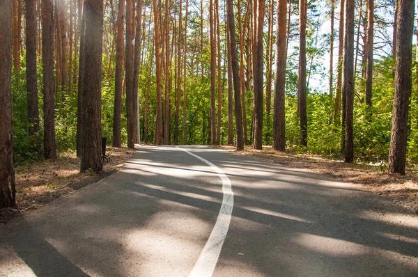 Pista Ciclabile Pista Ciclabile Nella Foresta Estiva Contrassegni Stradali Bianchi — Foto Stock