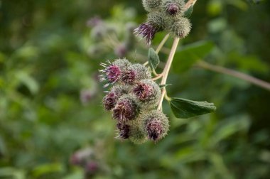 Çiçekli tıbbi bitki dulavratotu. Arctium lappa genellikle daha büyük burdock olarak adlandırılır..