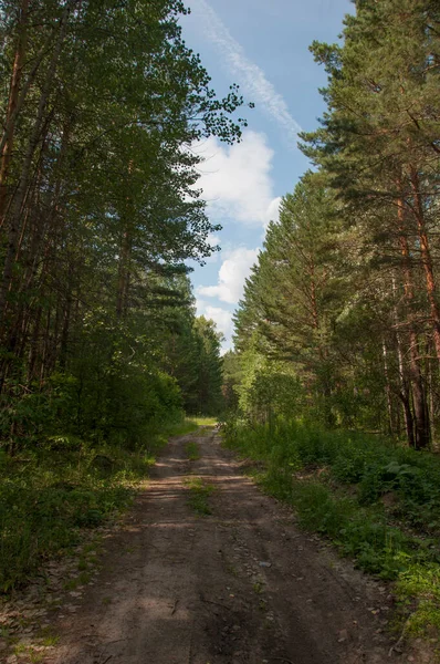 Toprak Yol Ağaçların Arasında Orman Boyunca Uzanır — Stok fotoğraf