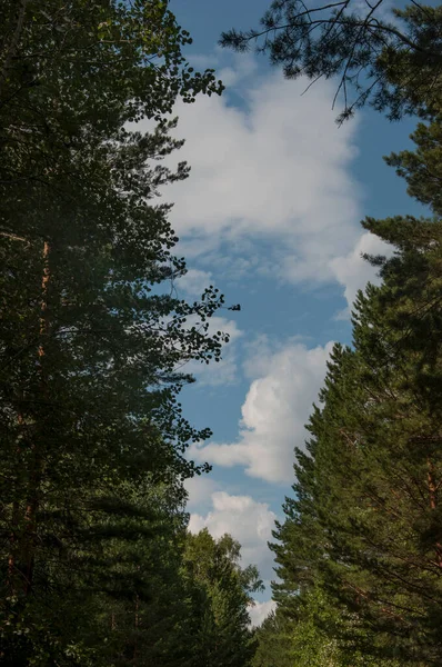 Ağaçların Tepesi Olan Gökyüzü Zemin Kattan Bak Güzel Doğa Güneşli — Stok fotoğraf