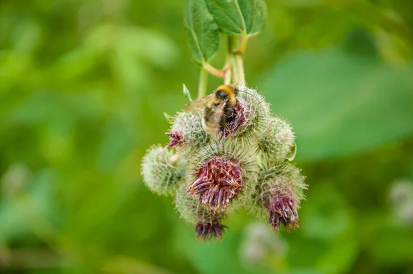 Kwitnący Leczniczy Łopian Roślinny Arctium Lappa Powszechnie Nazywany Większym Łopianem — Zdjęcie stockowe