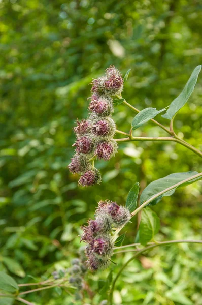 Blooming Medicinal Plant Burdock Arctium Lappa Commonly Called Greater Burdock — Stock Photo, Image