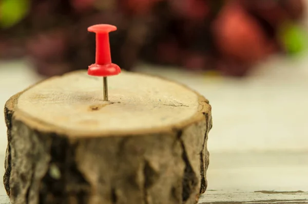 Chincheta Roja Atascada Árbol Madera Dura Corte Transversal — Foto de Stock