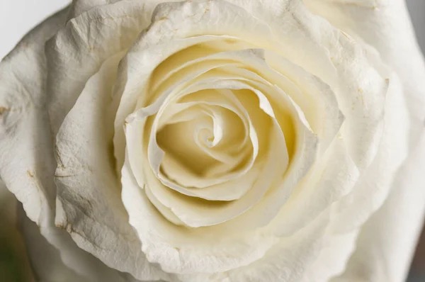 Όμορφο Μαλακό Φρέσκο Λευκό Τριαντάφυλλο Από Κοντά — Φωτογραφία Αρχείου