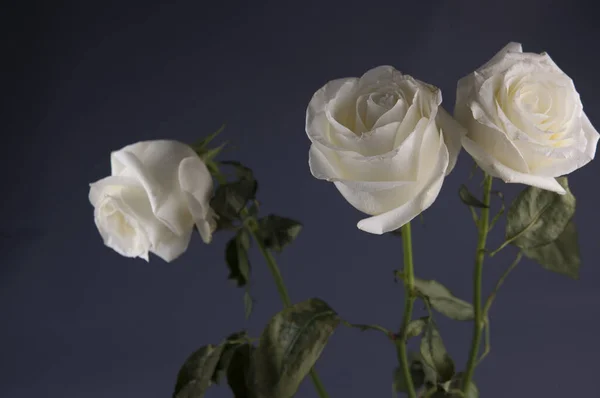 暗い背景に3つの美しい白いバラのショット — ストック写真