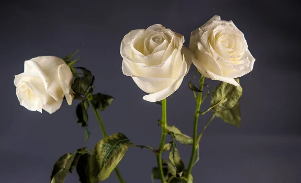 Знімок Трьох Красивих Білих Троянд Темному Тлі — стокове фото