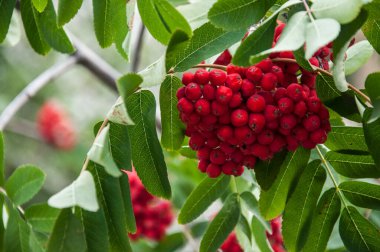 Kükremiş ağaç dallarında kırmızı yaban mersini, olgun kızılcık üzümleri yakın çekim ve yeşil yapraklar..