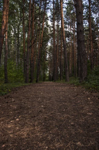 Orman Manzarası Güzel Orman Doğası Yazın Pinery — Stok fotoğraf