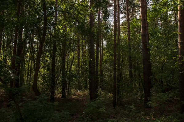 Paysage Forestier Belle Forêt Nature Pinery Été — Photo