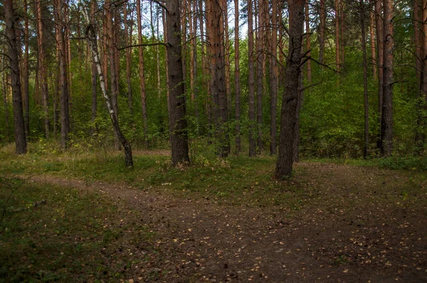 Krajobraz Lasu Piękna Leśna Przyroda Stolarka Lecie — Zdjęcie stockowe