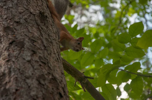 Small Squirrel Tree Branch Leaves Bright Day Red Squirrel Sits — Stock Photo, Image