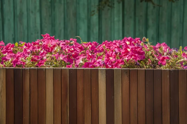 Fleurs Pétunia Colorées Sur Une Rue Ville Dans Pot Bois — Photo