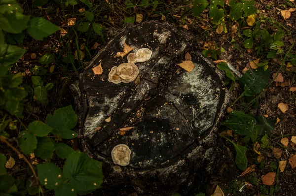 Primer Plano Disparo Tronco Árbol Hueco Viejo — Foto de Stock