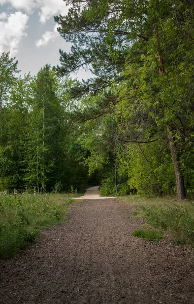 Caminando Bosque Largo Camino Día Verano Hay Gente Alrededor — Foto de Stock