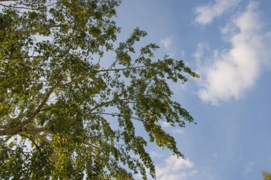 Güzel gökyüzü arkaplanı. Mavi gökyüzünde alışılmadık sirrus bulutları