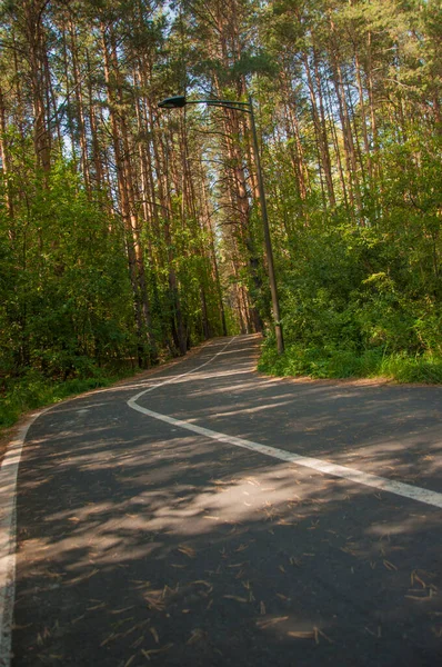 Asphalt Road Markings Runs Forest Autumn Day — Stock Photo, Image