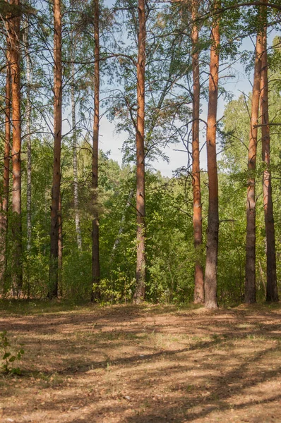 Orman Manzarası Güzel Orman Doğası Yazın Pinery — Stok fotoğraf