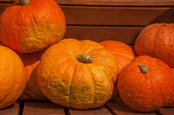 Cosecha Otoño Calabazas Maduras Sobre Fondo Madera Concepto Acción Gracias —  Fotos de Stock