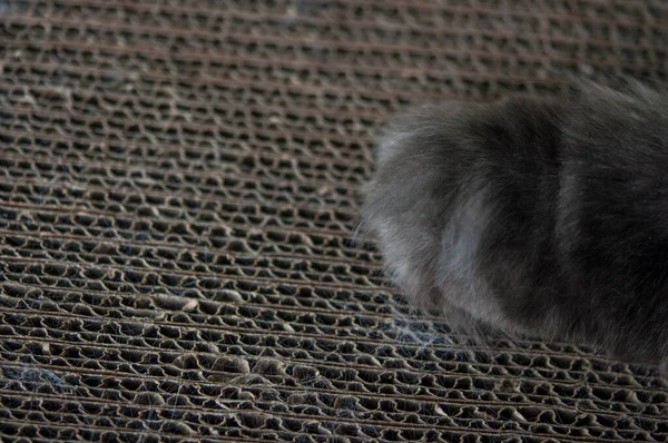 グレーの猫の爪を持つ車のスクラッチカードボックスの質感 — ストック写真